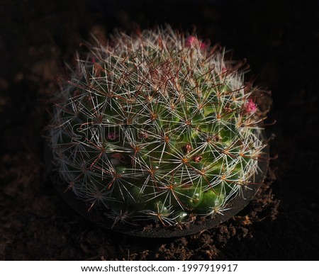 small green cactus plant in black ground close up 