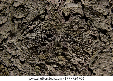 Pine tree bark close up.