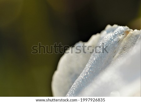 Photo depicting poppy flowers. Close-up photo.