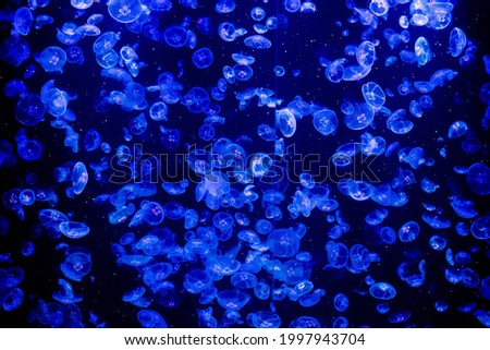 Moon jellyfish (Aurelia aurita) in the blue light