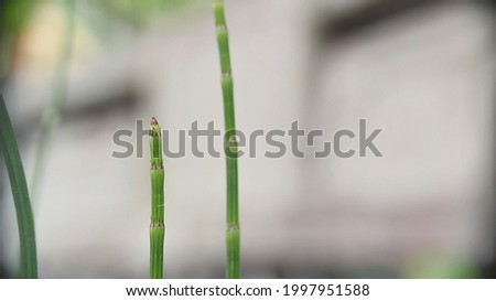 close-up photo of water bamboo plant