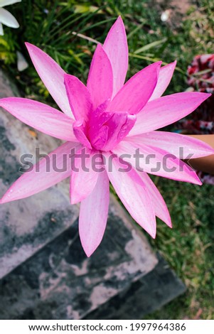 pink water lily on hand, top view 