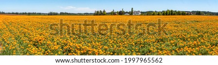 Expansive bright vivid field of golden orange poppies. Poppy flowers are grown as an agricultural crop for harvesting seeds.