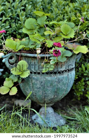 Photo of a garden strawberry planted in flowerpots in the form of antique vessels. Close-up photo.