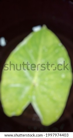 Defocused abstract background off flowers
