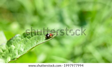 White-spotted Leaf Beetle (Monolepta signata) insect on the leaf