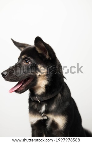 Portrait of a dog with a protruding tongue on a white background. Vertical image.