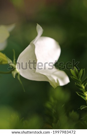 campanula latifolia alba in june