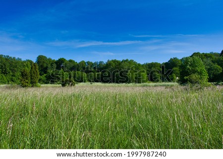 A meadow of tall field grass surrounded by deciduous trees in the evening sunlight under a blue sky with a slight cloudy haze.