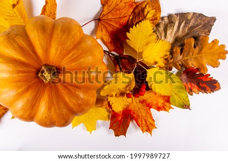 Autumn art composition - varied dried leaves, pumpkins, fruits, rowan berries on white background. Autumn, fall, halloween, thanksgiving day concept. Flat lay, top view, copy space. Autumn still life
