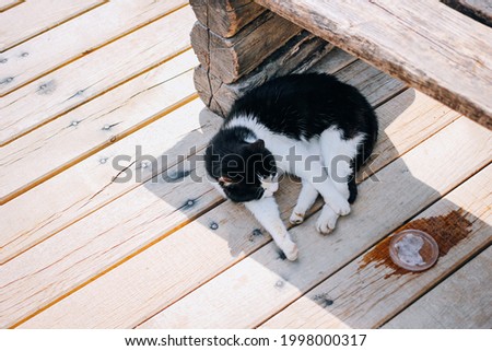 Cute cat sleeping in the shade under a wood bench.