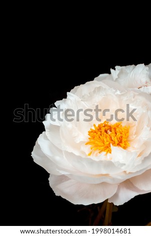 one pink peony flower on a dark background. Pink peonies on an isolated black background. vertical image.