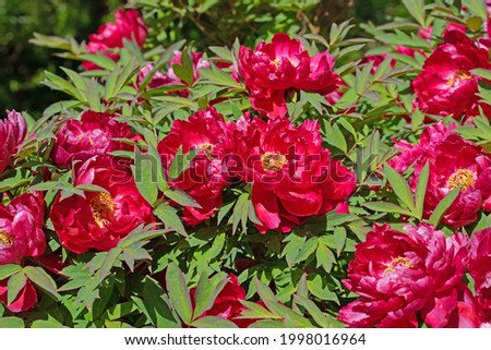 Blooming red  peonies, paeonia, in the garden