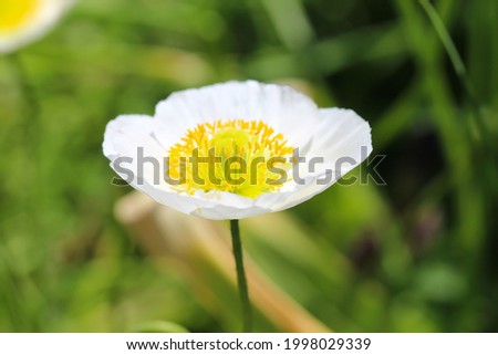 Macro photography of poppy holostebel white flower (lat. Papaver) on a natural blurry green background, selective focus