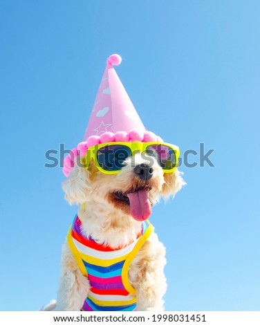happy dog with sunglasses and party hat on isolated blue background