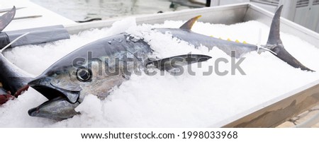 Panoramic view of tuna in ice on market