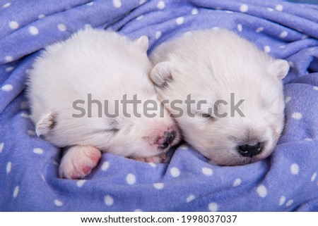 Two small two weeks age cute white Samoyed puppies dogs are sleeping on purple blanket.