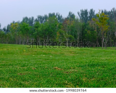 A meadow in the park high quality photo