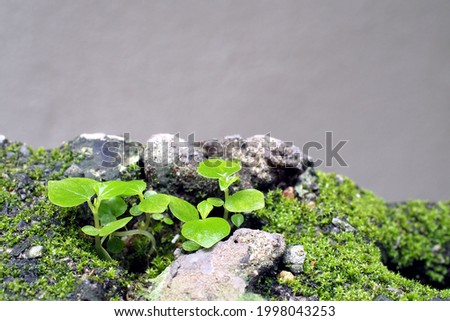 group of weeds growing in rubble hole with gray wall background, green peperomia pellucida and moss growth in grooves of damaged old concrete bricks, under sunlight, close-up with copy space