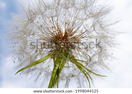 the head of a large white steppe dandelion is wet, in drops of rain, against the background of the summer sky