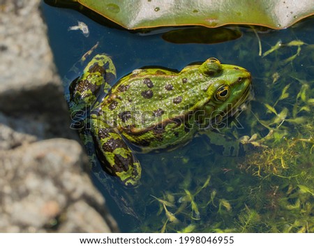 Top View of a green Frog 