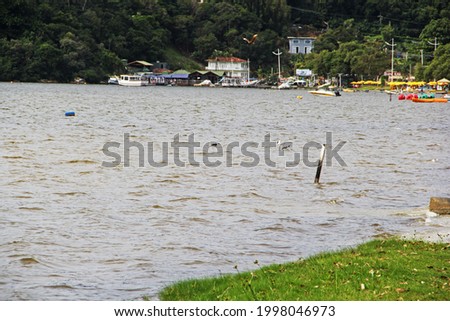 coast with green grass in river