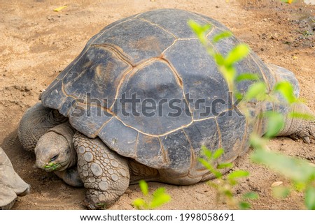 Galápagos giant tortoise (scientific name: Chelonoidis niger) walking on the ground. The photo is taken in the daylight with brown background. A nice rocky texture pattern is visible on the body.