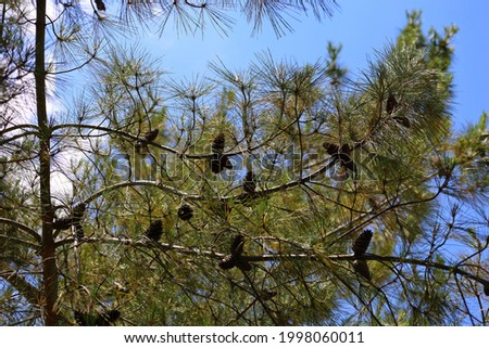 Pine cones against the background of the blue sky