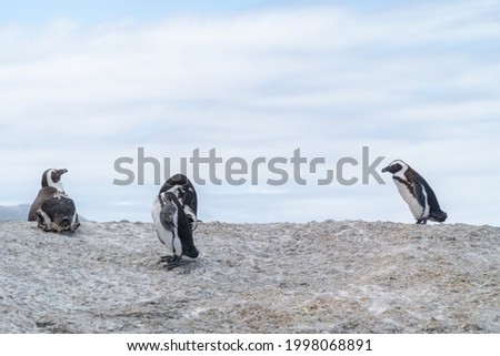 CAPE TOWN, SOUTH AFRICA- JANUARY 26 2019: Penguins near Boulders Beach