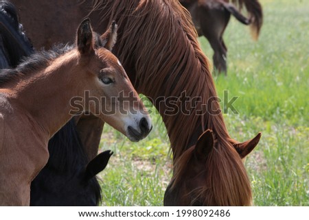 Portrait of a foal with a horse in a herd.Close-up