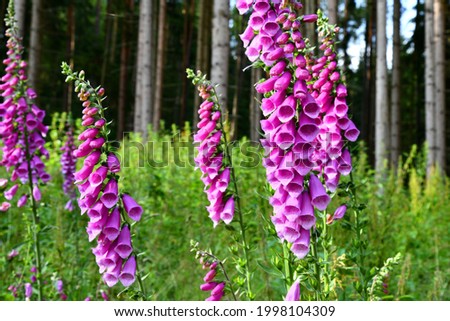 Digitalis in a forest clearing