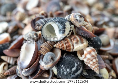 
Background made of real seashells. on natural and marine narratives