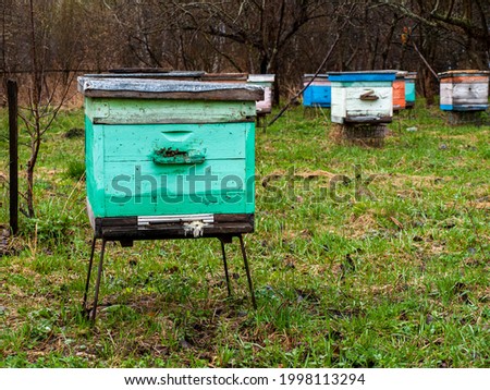 Wooden, bright beehives in the apiary, a house for a family of bees, honey business, honey farm