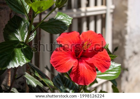 Bright red Hibiscus flower with green leaves on unfocused urban background. Mediterranean plant with big flower outside of traditional greek house. Minimalist urban cityscape with blossom. 