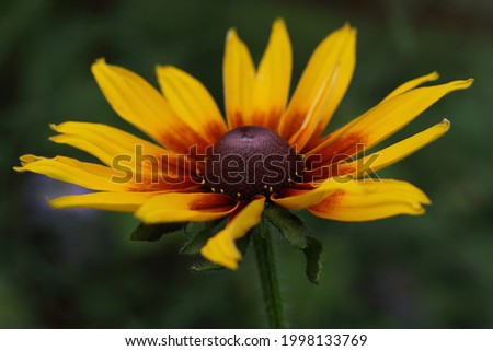 Yellow chamomile. 
Beautiful orange daisies Rudbeckia flower closeup on green background. Bright colored petals of yellow daisy flower in full bloom. Rudbeckia in the garden. Floral background