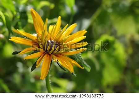 Yellow chamomile.
Beautiful orange daisies Rudbeckia flower closeup on green background. Bright colored petals of yellow daisy flower in full bloom. Rudbeckia in the garden. Floral background