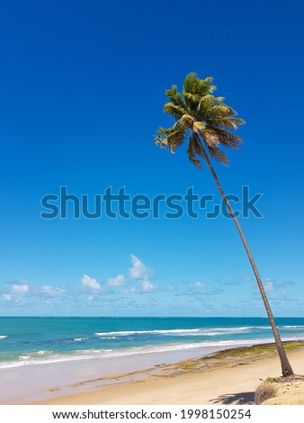 Coconut palm isolated on blue water beach in sunny day.