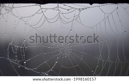 Spiderweb and water drops, cobweb on gray background 