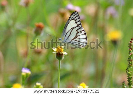Black and white pattern butterfly perched on a yellow Flower. It's a beautiful picture of nature 
