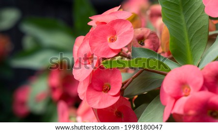 pink flowers surrounded by green leaves