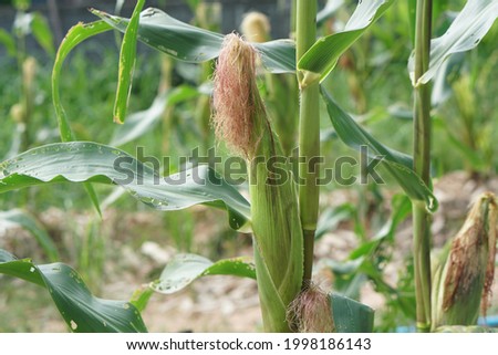selective focus picture of corn in organic corn field.