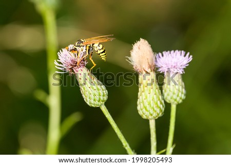 Hornet with its head buried in the blossom of a thistle bloom