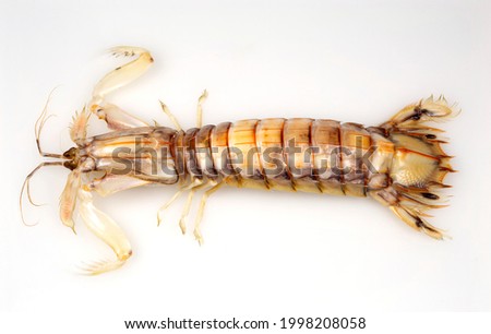 Top view of a Mantis Shrimp or Stomatopods, a carnivorous marine crustacean also called “prawn killers”. Royalty-Free Stock Photo #1998208058