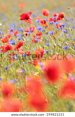 The flowers are red poppies and blue cornflowers on a background of bright colorful field. Bright summer picture. 