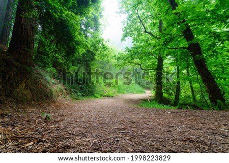 Path between tall trees and clearing in the forest with fog. Royalty-Free Stock Photo #1998223829
