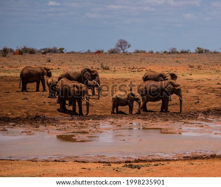 A herd of elephants at a waterhole in the wild African savannah