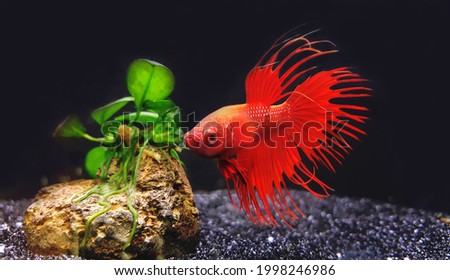 View of Male Red Veiltail Betta in the aquatic planted tank at local petshop. Betta splendens is often referred to as Fighting Fish or "Siamese" Fighting Fish