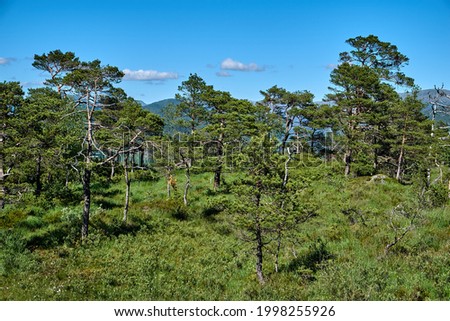 Lovely trees. Lyshornet (402 meters above sea level) is a mountain in Bjørnafjorden municipality in Vestland county, Norway