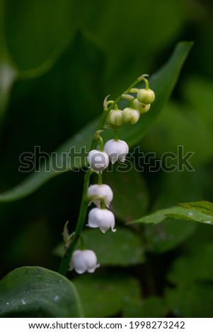 Blossom white lilies of the valley on a green background in springtime macro photography. Garden May bells buds on a thin stem in summertime close-up photo.  Convallaria majalis floral background.