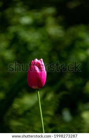 Closed bud of pink tulip on a green background in a summer day macro photo. Blossom garden flower with red petals in the summer close-up photo.